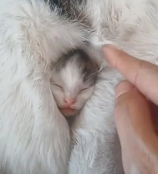 天气太冷, 猫妈把猫仔裹得严严实实的, 主人: 不同物种, 同一个妈
