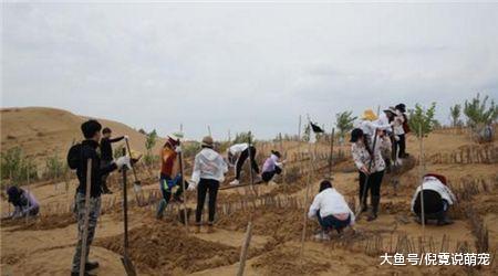 日本人自愿到我国沙漠种树，究竟有什么目的？说出来你别不信！
