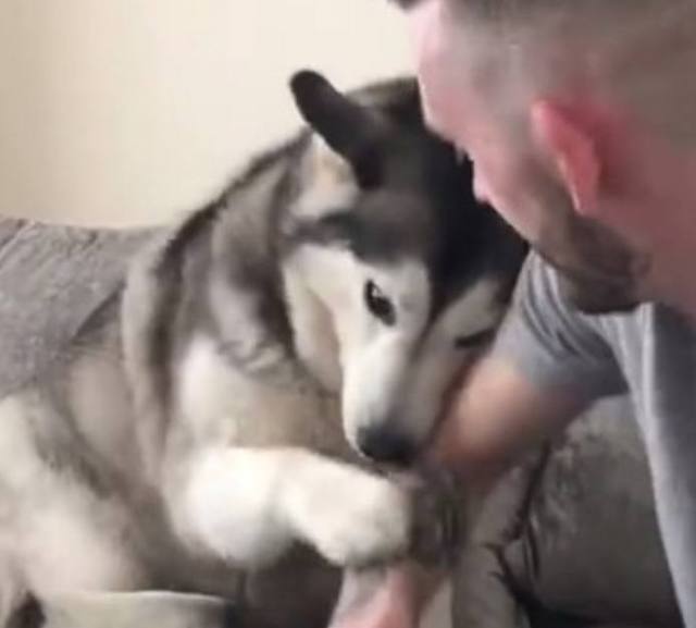 男子对着哈士奇放了一个屁，当它闻到臭味后，露出这样的表情！