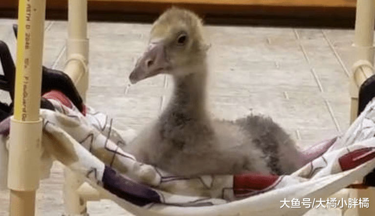 鹅宝宝被小伙收养，长大后还要每天“缠住”小伙，小伙撵都撵不走