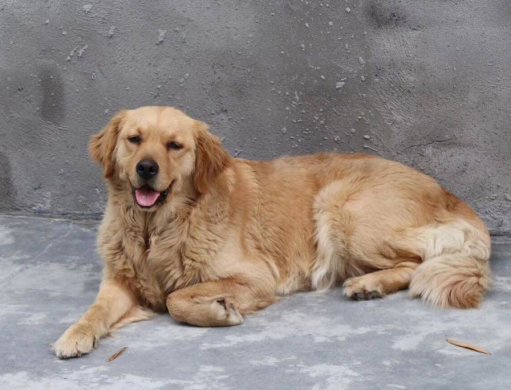 狗狗出现这4种行为，可能是在跟你告别，宠主别让自己留遗憾