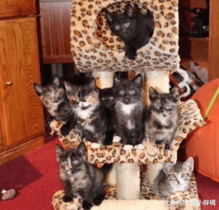 流浪猫拼命争夺食物，刚回猫窝就被9只小猫围住，难怪会如此消瘦