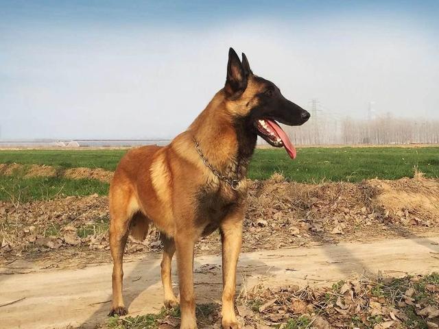 養馬犬前需具備的5個條件，你具備幾個？