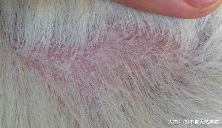 狗狗毛發總是暗淡無光？可從這5方面入手！