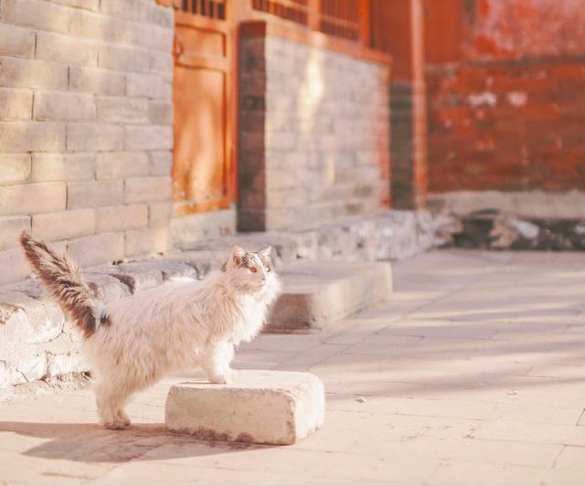 故宫御猫爆红, 探索御猫的历史故事, 它们才是最受宠的宫内近臣