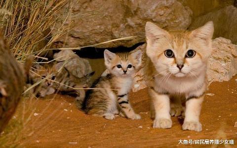 辟谣：猫咪天生爱吃鱼，这真是个天大的误会