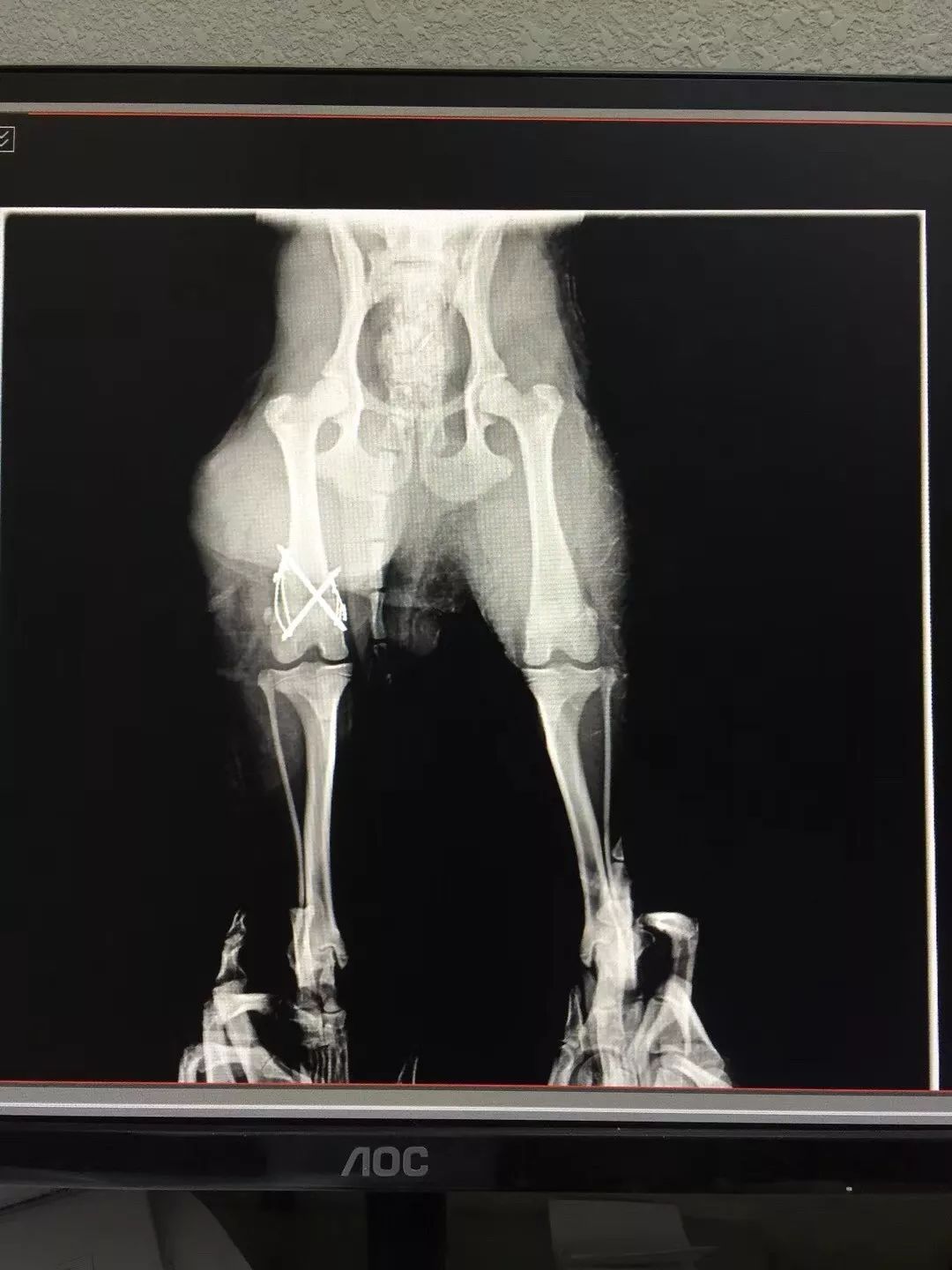 猫咪狗狗骨折了怎么办？扒一扒宠物“骨子里”的那些事