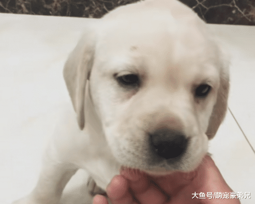 网购的拉布拉多，打开箱子那刻，总感觉哪里不对劲