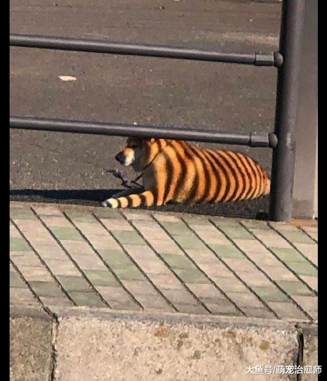 网友发现远处有只“老虎”, 以为是从动物园逃跑的, 没想到是柴犬