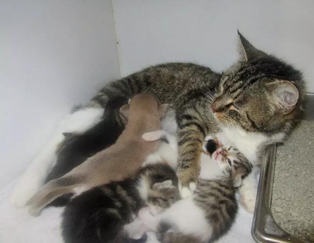 小奶狗的妈妈不幸离世，猫妈妈担起了养小奶狗的责任，母爱真伟大