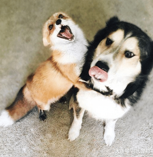 铲屎官捡了一只“流浪狗”，结果越长越不对劲，这不就是狐狸吗？