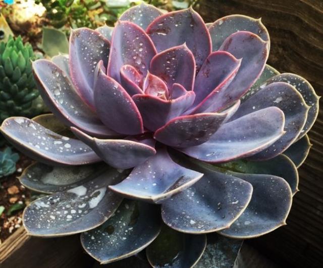 心理测试：哪盆多肉是塑料的？测你真聪明还是糊涂