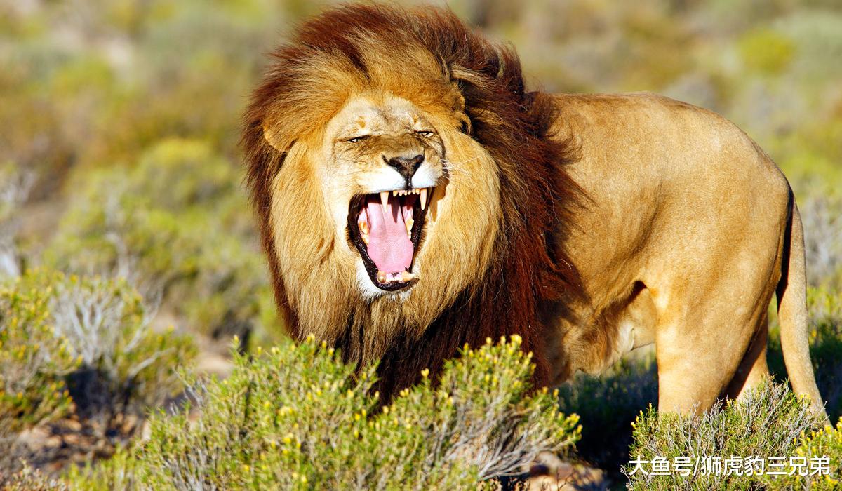 从狮虎兽和虎狮兽就可以看出来，雄狮的基因比老虎的基因强大？