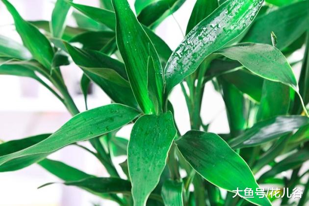 富贵竹放在家里什么位置好？对比一下就知道！