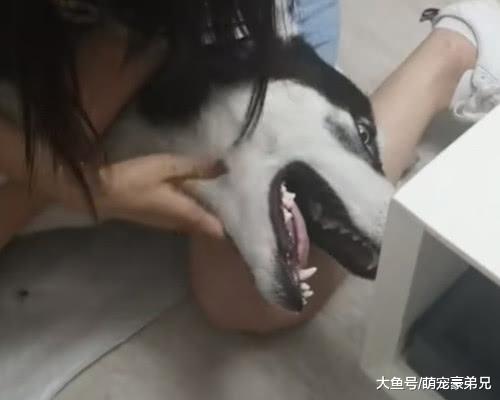 3人将哈士奇按到在地，看其表情被虐的很惨，得知原因后傻眼了
