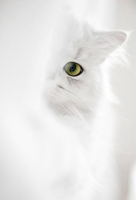 流浪猫对家庭的依恋，比我们想象的要深