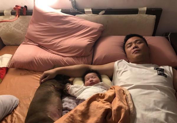 女主人一起来，床的位置就被狗狗霸占，养狗后家庭地位迅速下滑