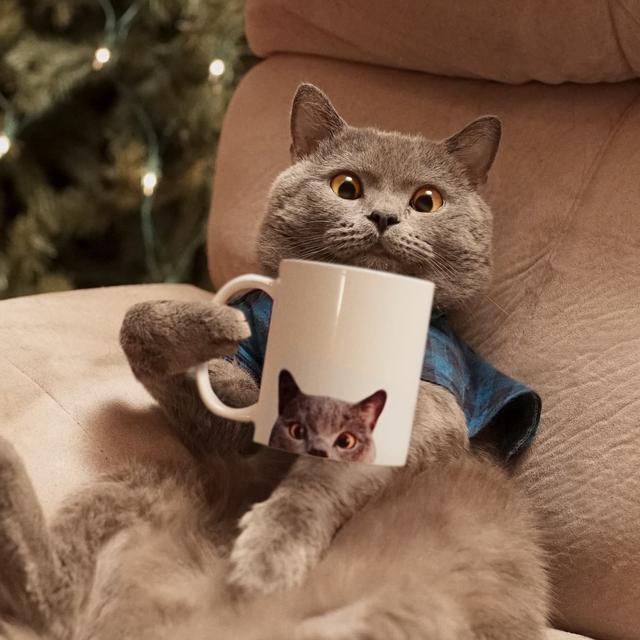 “养猫的人, 家里身上都很臭吗? ”养过猫的人, 你们怎么看?