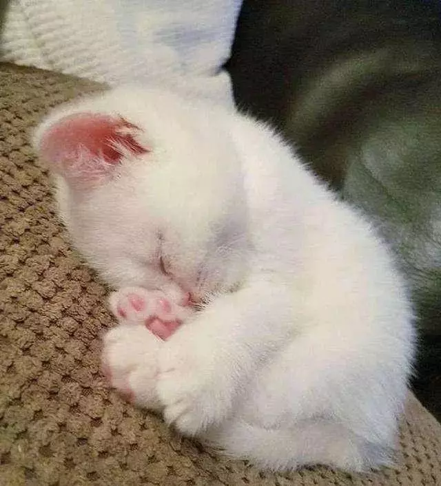 小猫刚来的时候还很活泼，现在睡觉时间越来越多，怎么回事啊？