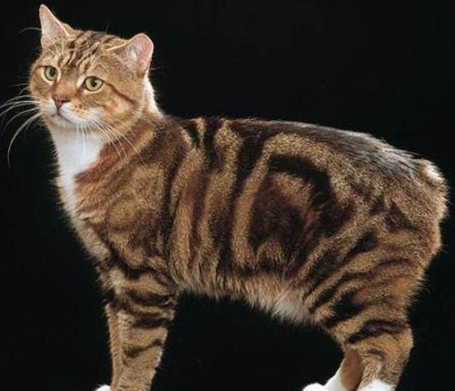 教你选猫系列，猫咪品种介绍及品相判断（4）——马恩岛猫