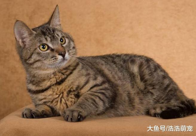 新手養貓就養下面5種貓，都非常好養活，讓你省不少事