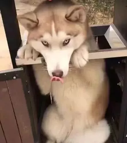 原来，二哈是一种很容易被卡住的生物