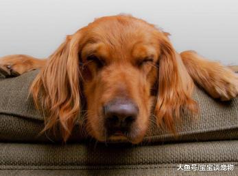 主人带金毛去洗澡，结果这货死活不配合，无奈只好使出大绝招