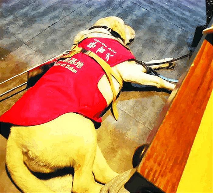 合肥首只导盲犬上公交受委屈，宠物犬与工作犬的区别你知道多少？