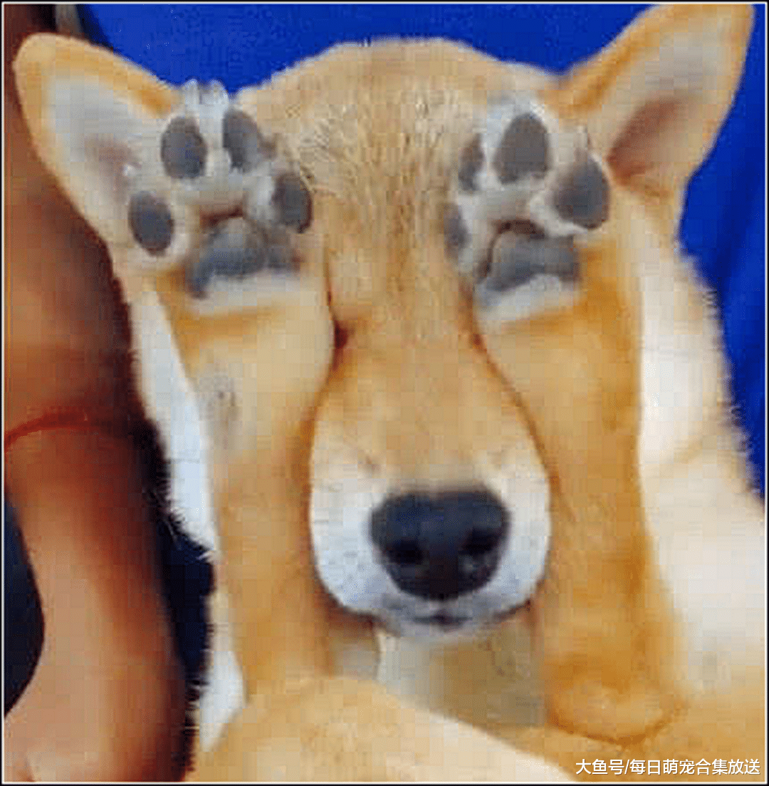 男子骗柴犬绝育，回家后它看到老婆，狗子的反应让主人后悔不已