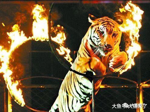 马戏团老虎之悲：我是森林之王，不是供人取乐的小丑