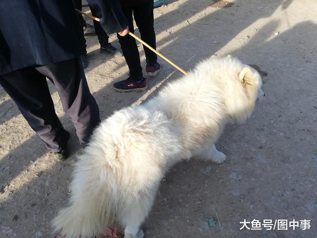 老人肉狗区域买下一只萨摩耶, 并表示“这狗挺好看, 吃了可惜! ”