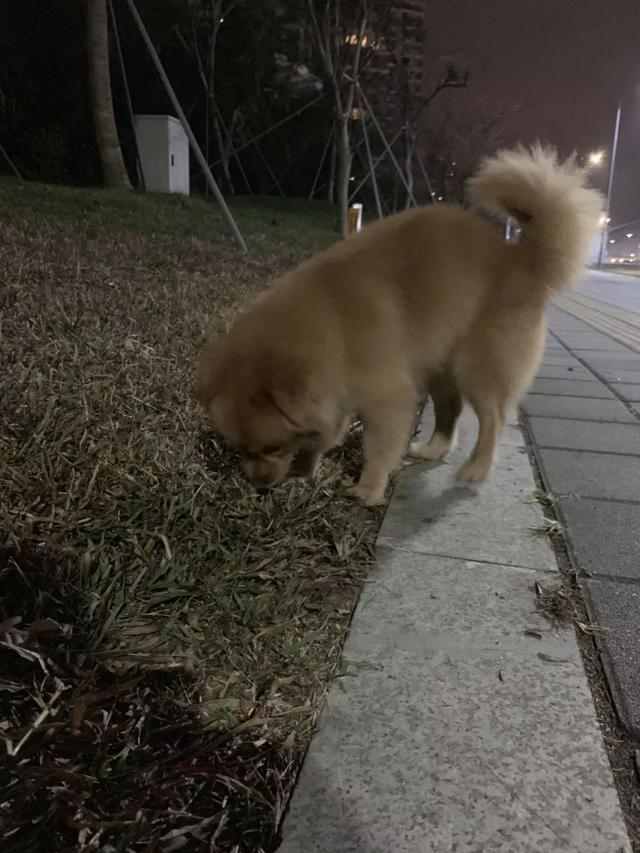 深圳福田区香林5号于路财富广场B座寻找通体金黄色公串狗