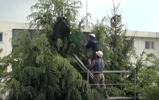 猫咪逃离家庭，躲在了高高的树枝上