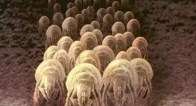 脸上螨虫超级多？教你一个土办法，不到一毛钱，螨虫全部死光光，全军覆灭