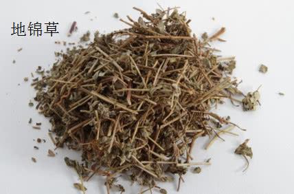 雜草也是救命草，不僅可以藥用還能食用，但是要注意這一點