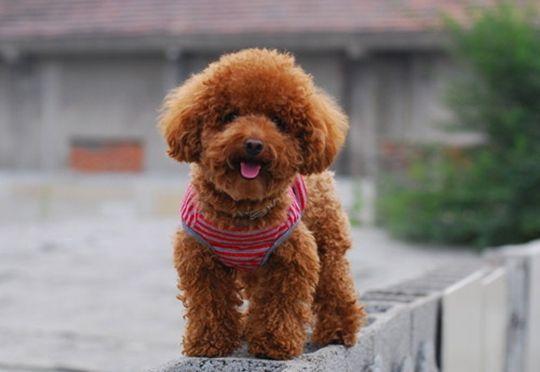 與比熊犬相比，泰迪犬更好，原因有5點！