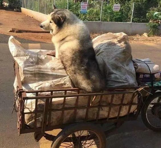 老大爷捡了只二哈，每天一起捡破烂，二哈的身材让人笑翻