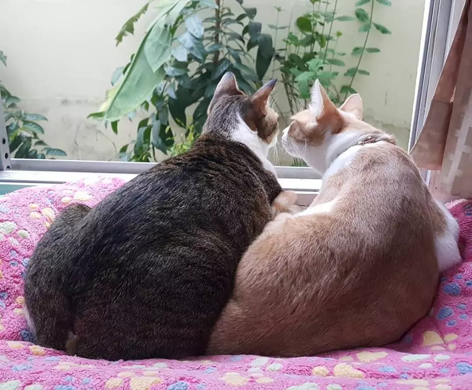 励志喵生吸粉14万人！生活不易，你却还没有一只猫努力！