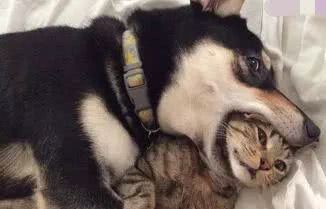 被二哈带大的猫和被金毛带大的猫，差距一目了然！