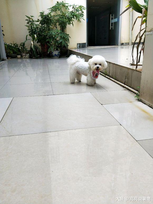 比熊平时没什么机会出去玩，出来还赶上下雨，回家还得洗澡