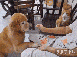 狗狗争宠，猫咪居然偷偷学习，太乖了吧