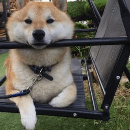 带好这10件必备品就可以和你的狗狗一起去旅行啦！