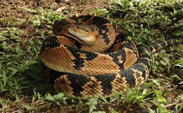 动物世界：盘点世界上体型最大的八种毒蛇