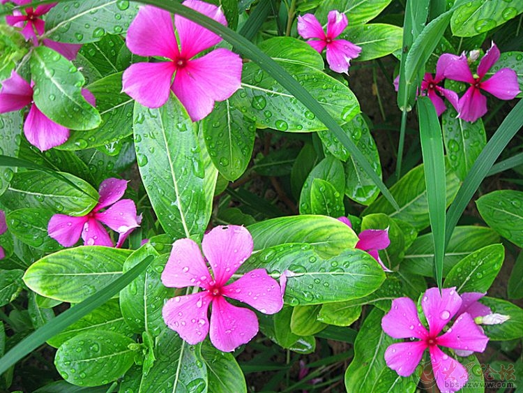 四季梅的正确养殖方法有哪些，这里知道里看看吧