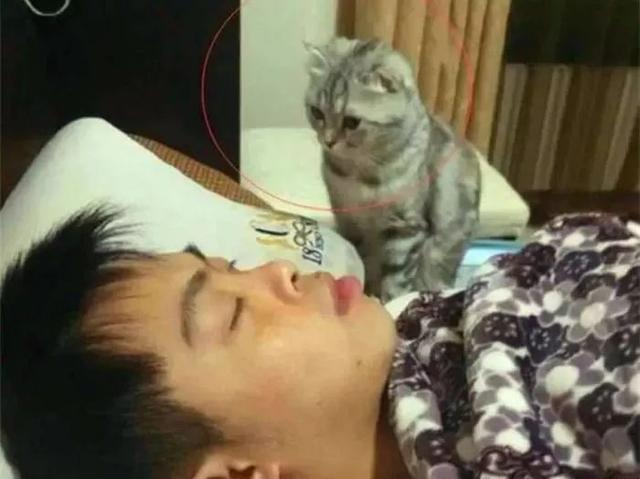 猫咪晚上常做四件事, 主人疑惑猫咪不睡觉, 原是靠间歇性睡眠法!
