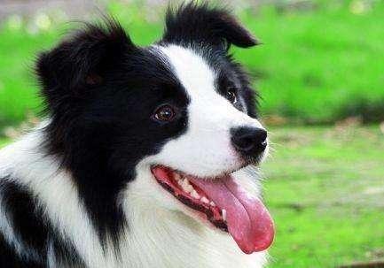 边境牧羊犬虽然很聪明, 但如果你不能接受这6个缺点, 劝你别养!