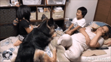德牧把自己当成孩子，跟小主人抢“妈妈”，谁还不是宝宝呢？