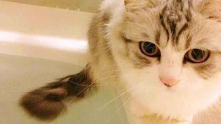 猫主子害怕洗澡，却总喜欢偷看主人洗澡！