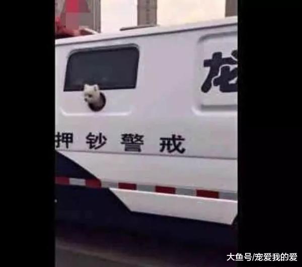 运钞车里突然钻出一个狗头，路人都笑翻了，小警犬：不许笑~