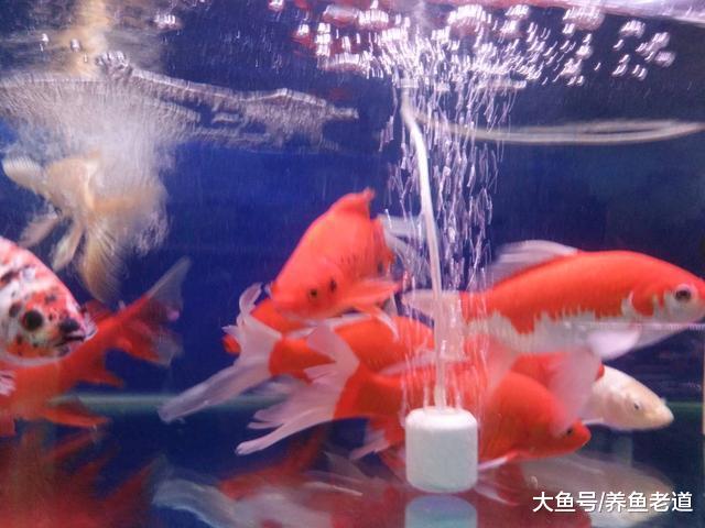 为什么换水后观赏鱼就死亡，除了大量换水之外还会有别的原因吗？